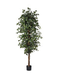 Pianta Ficus Verde cm.210