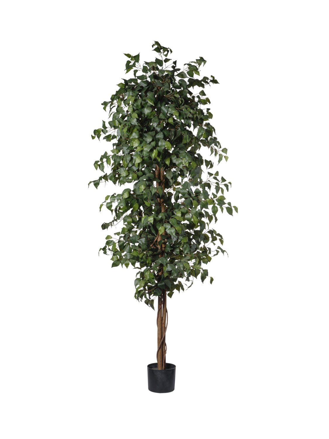 Pianta Ficus Verde cm.210