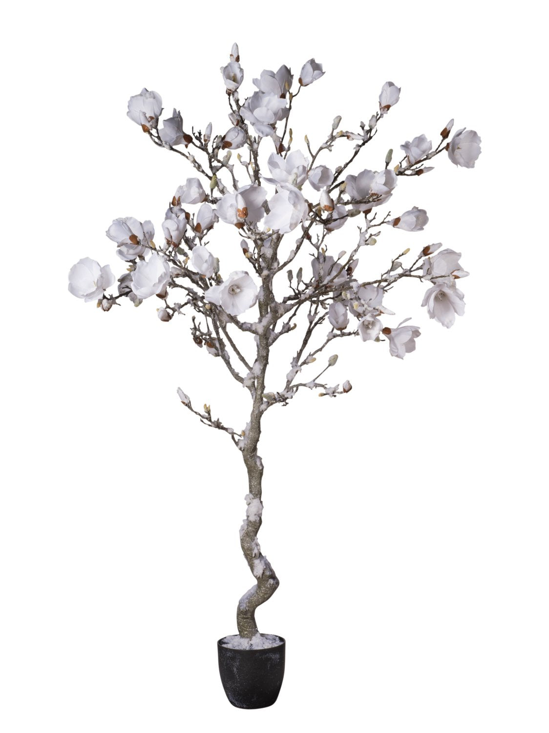 Pianta Magnolia In Vaso Con Neve cm.188