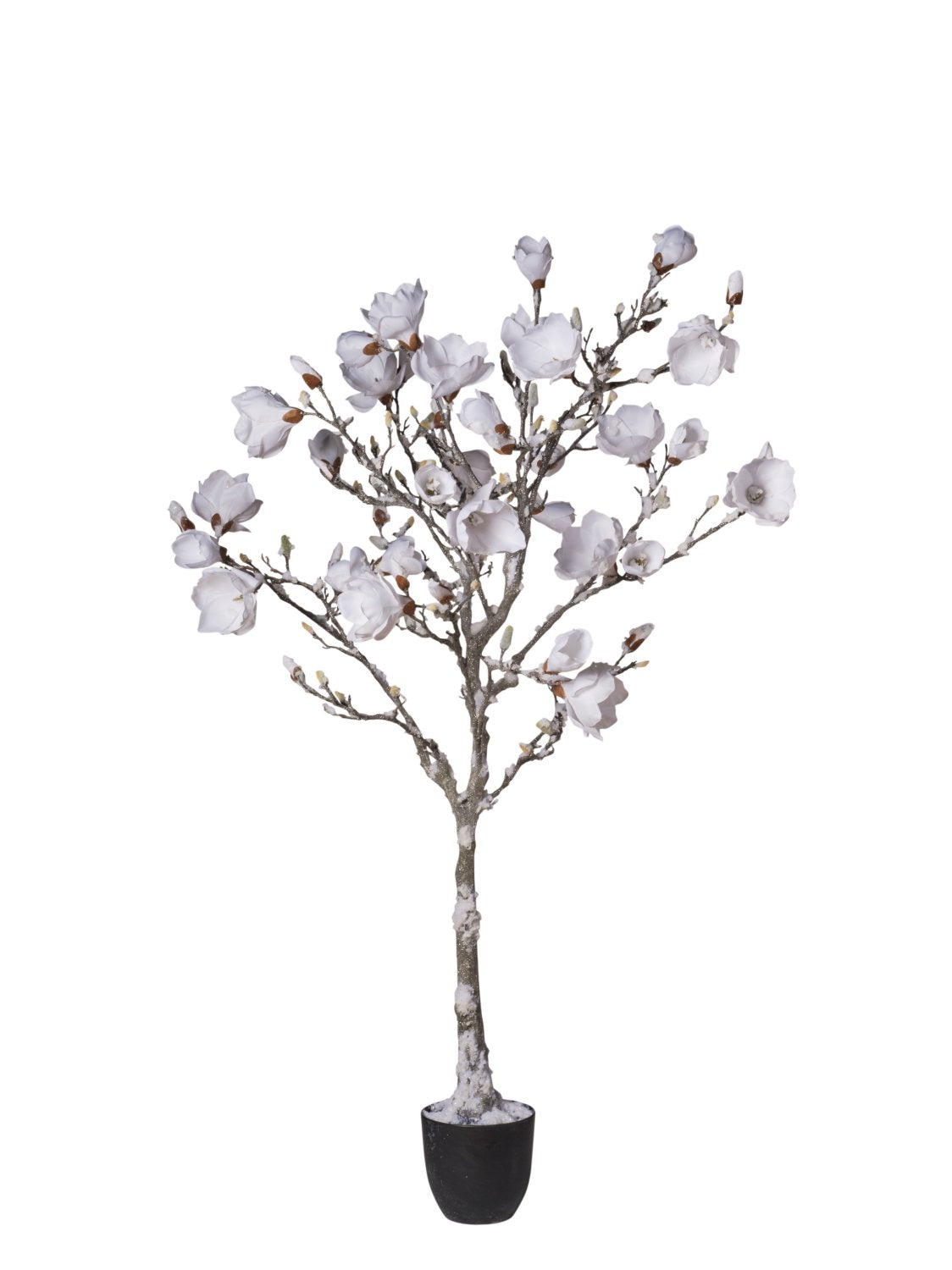 Pianta Magnolia In Vaso Con Neve cm.160