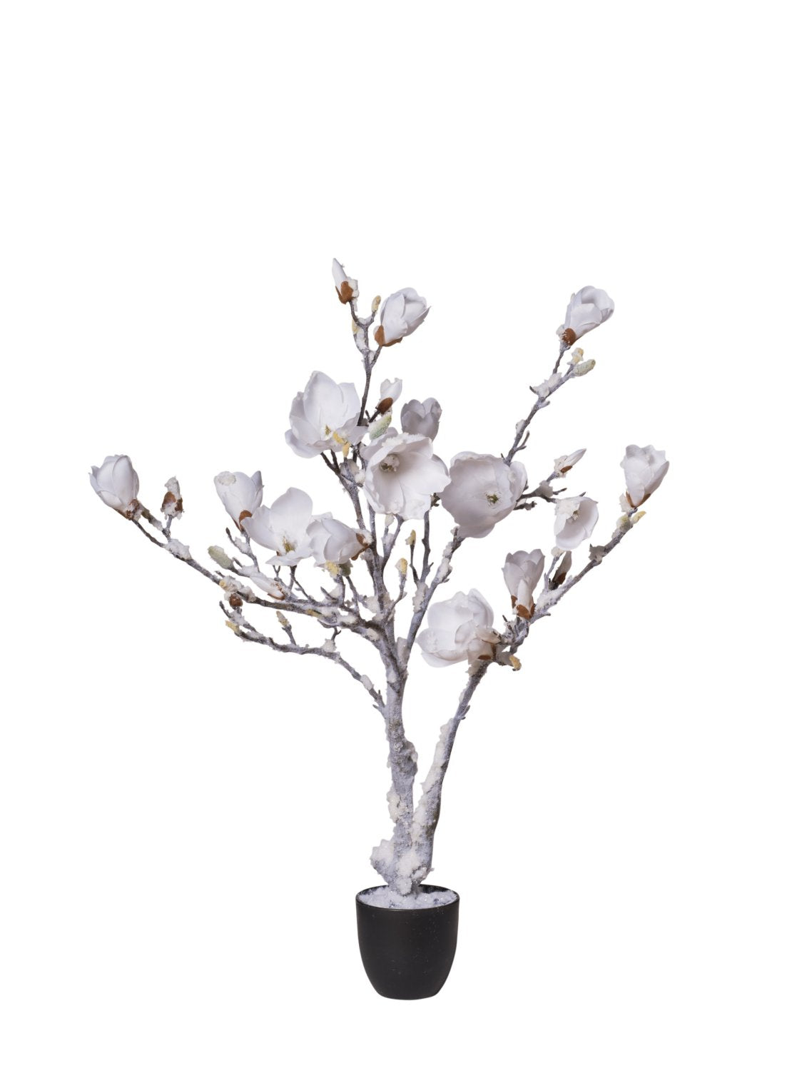 Pianta Magnolia In Vaso Con Neve cm.94