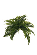 Felce Boston Bush 28fg. cm.48
