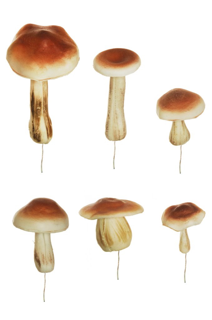 Funghi Foam Misure Assortite PZ.6