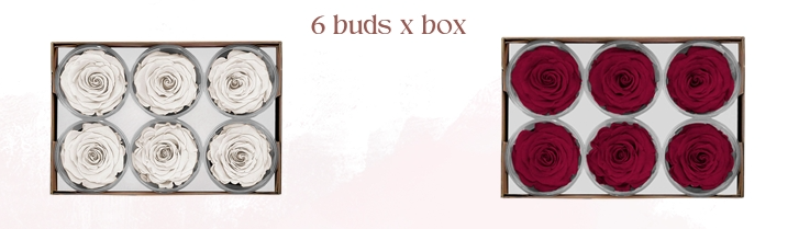Rosa Stabilizzata Rose Amor LL+ PZ.6