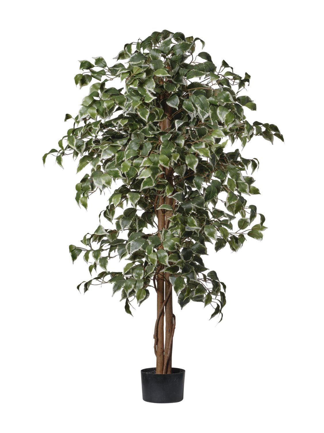 Pianta Ficus Variegato cm.120/150/180/210