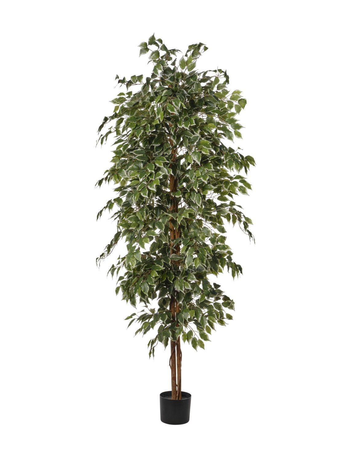Pianta Ficus Variegato cm.120/150/180/210