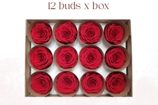 Rosa Stabilizzata Small Rose Amor PZ.12
