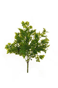 Prezzemolo Bush X6 cm.37