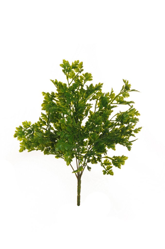Prezzemolo Bush X6 cm.37