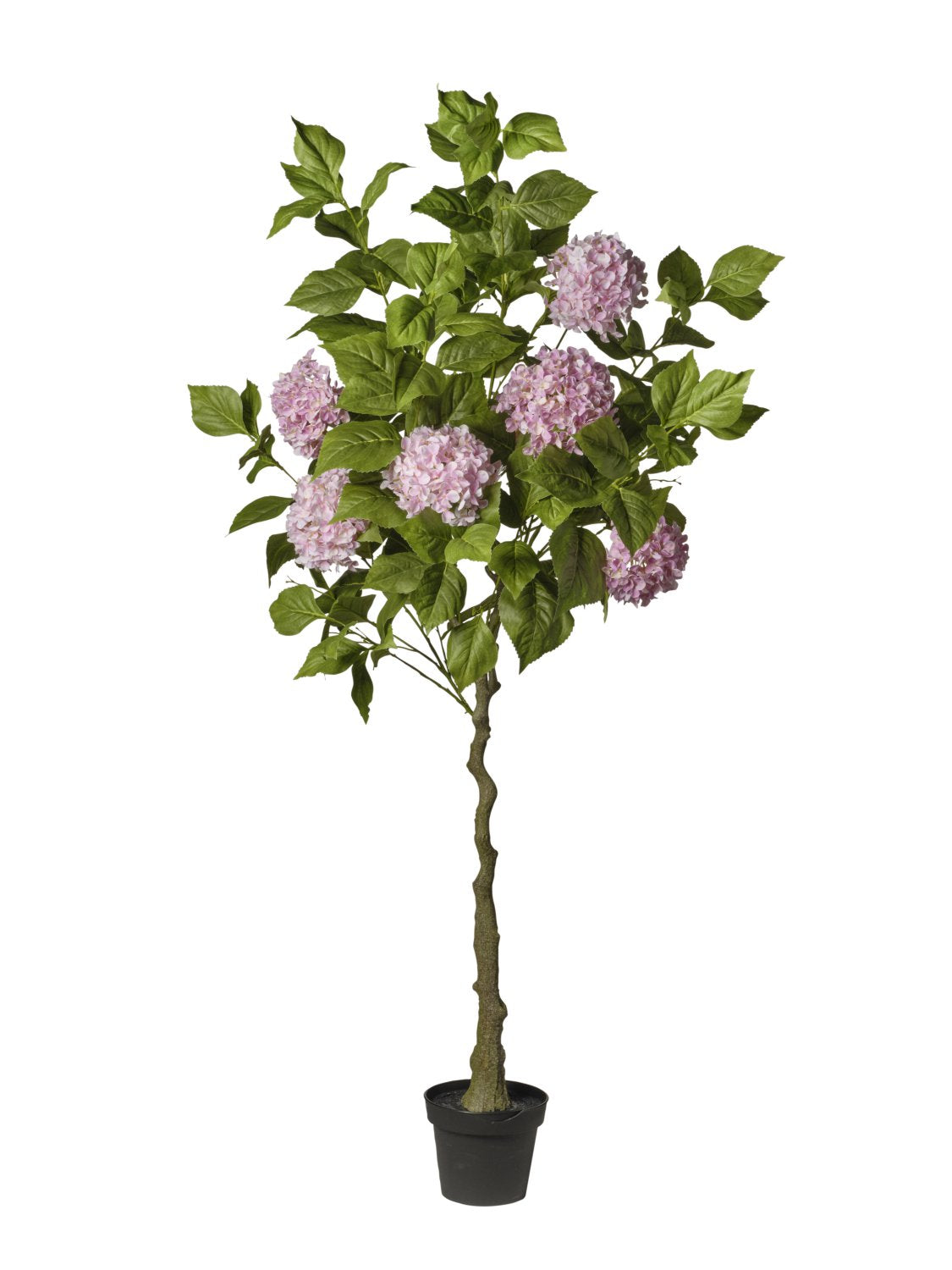 Pianta Ortensie In Vaso cm.180