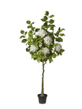 Pianta Ortensie In Vaso cm.180