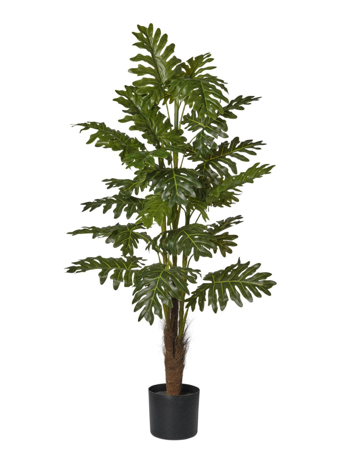 Pianta Filodendro cm.120/160