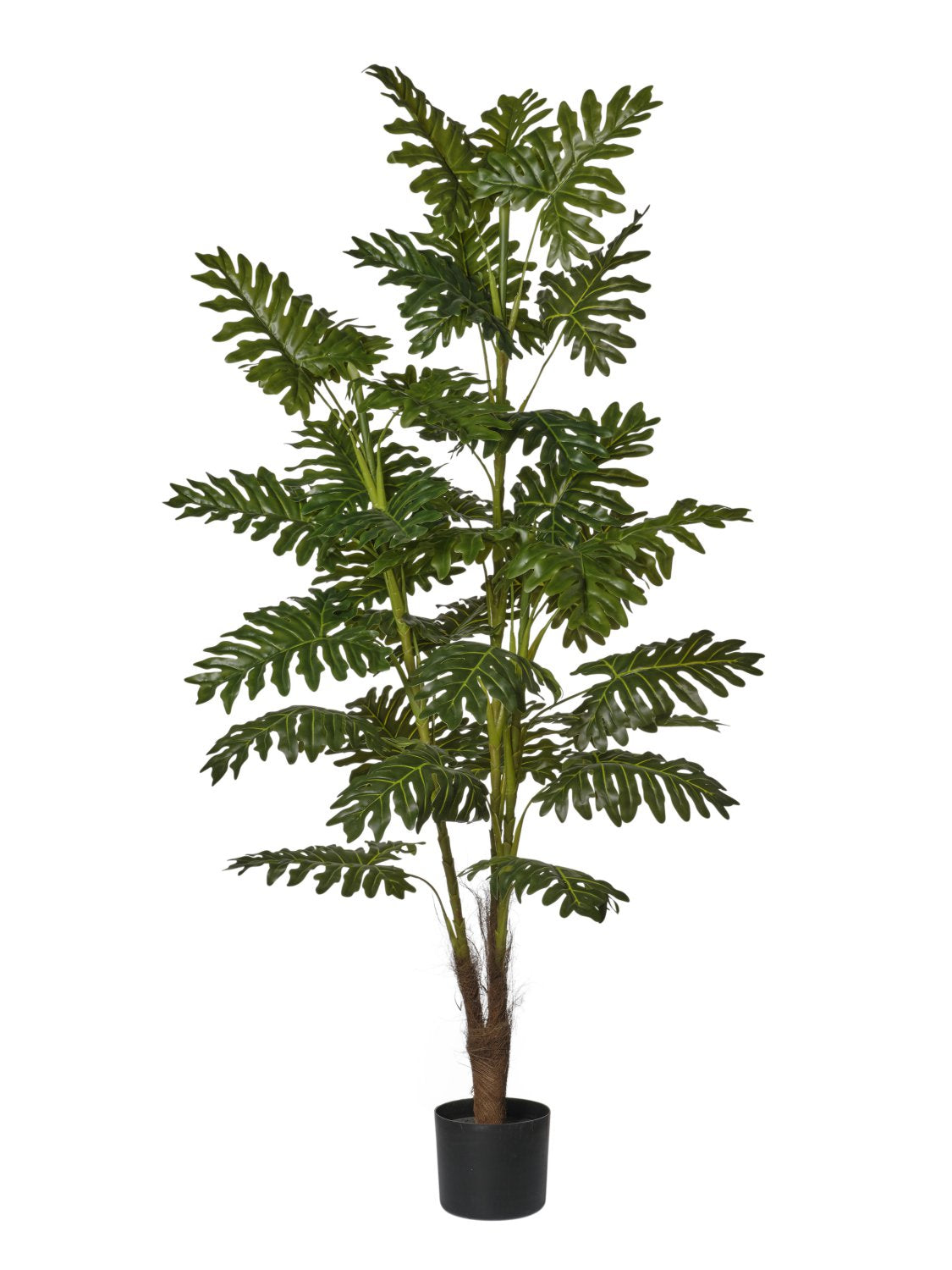 Pianta Filodendro cm.120/160