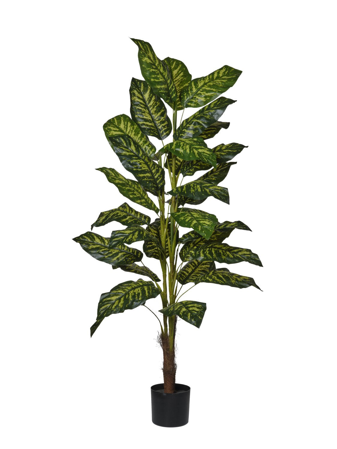 Pianta Rododendro cm.120/160