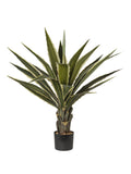 Pianta Agave cm.96,5/137