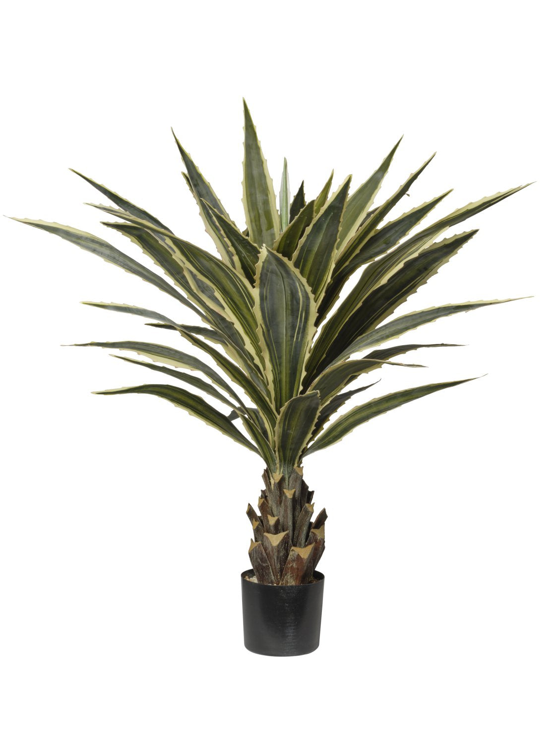 Pianta Agave cm.96,5/137