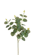 Ramo Eucalipto X4 cm.70 PZ.6