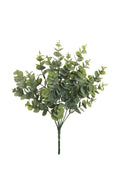 Bush Eucalyptus X7 cm.35