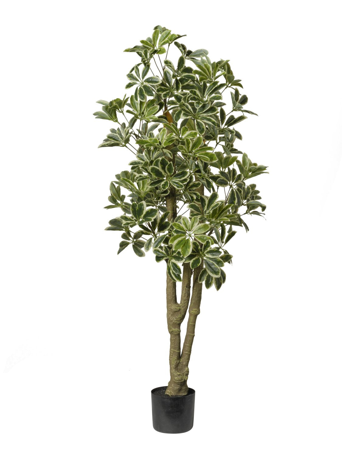 Pianta Schefflera cm.120/150