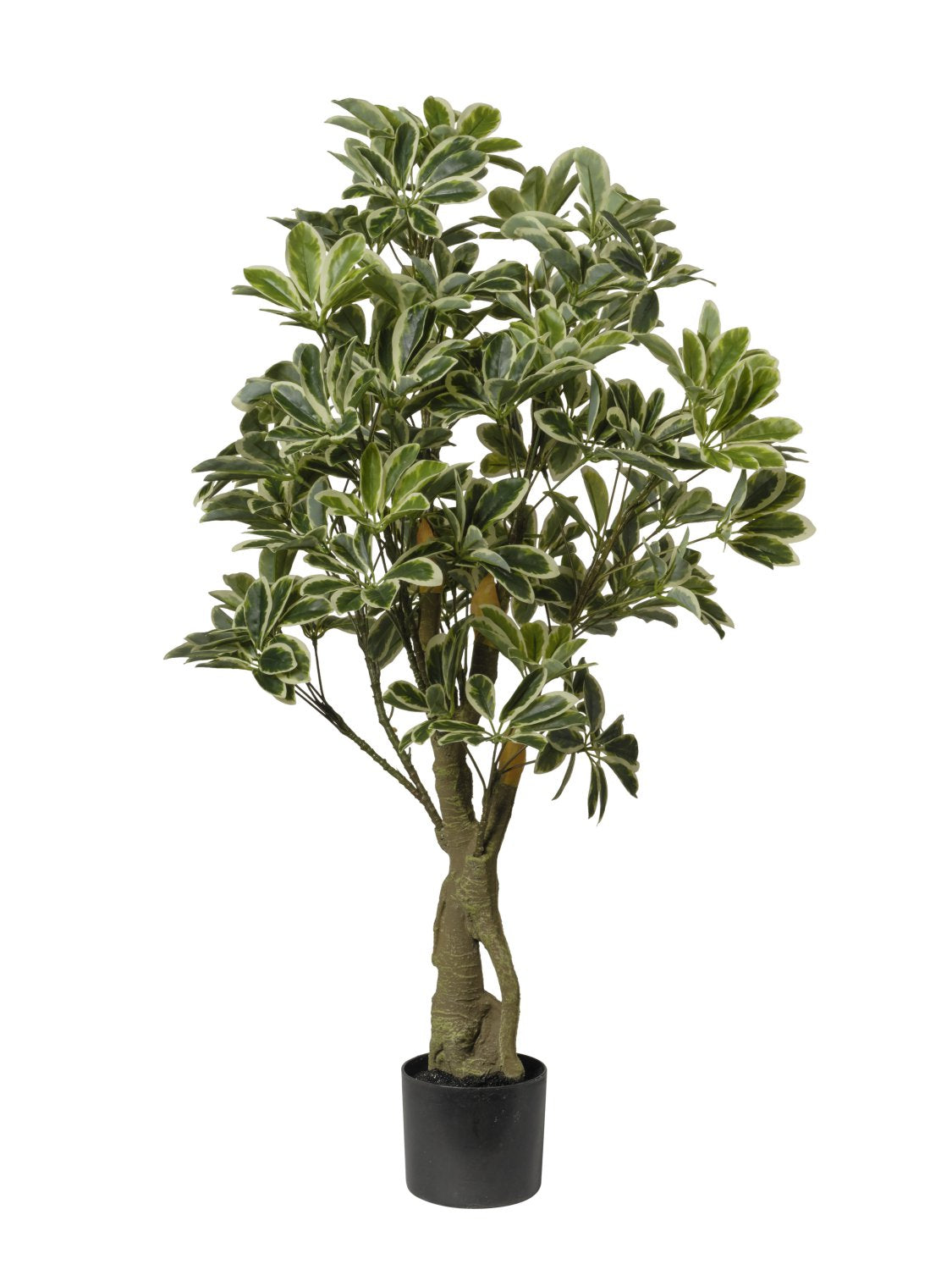 Pianta Schefflera cm.120/150