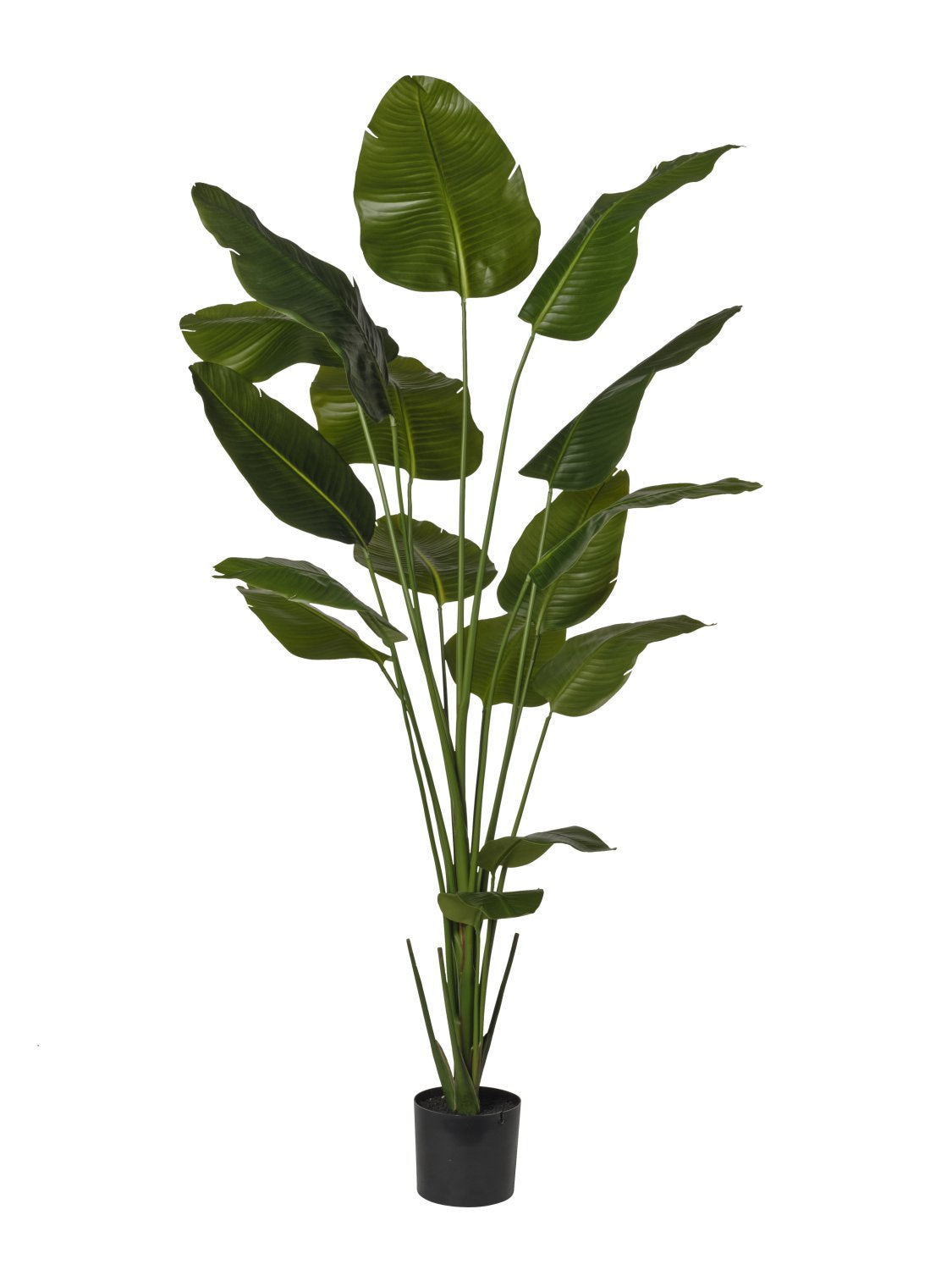 Pianta Strelizia cm.210