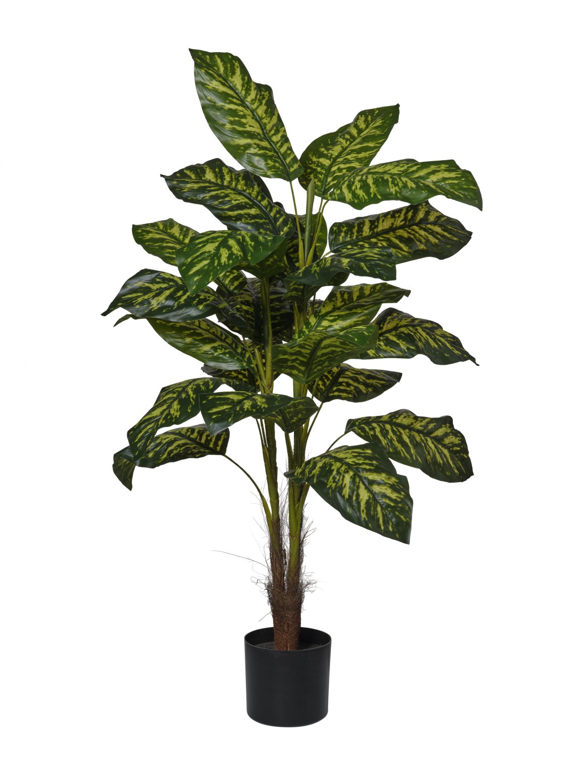 Pianta Rododendro cm.120/160