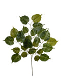 Ramo Foglia Kiwi cm.75 PZ.6