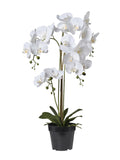 Pianta Orchidea cm.81/114/145