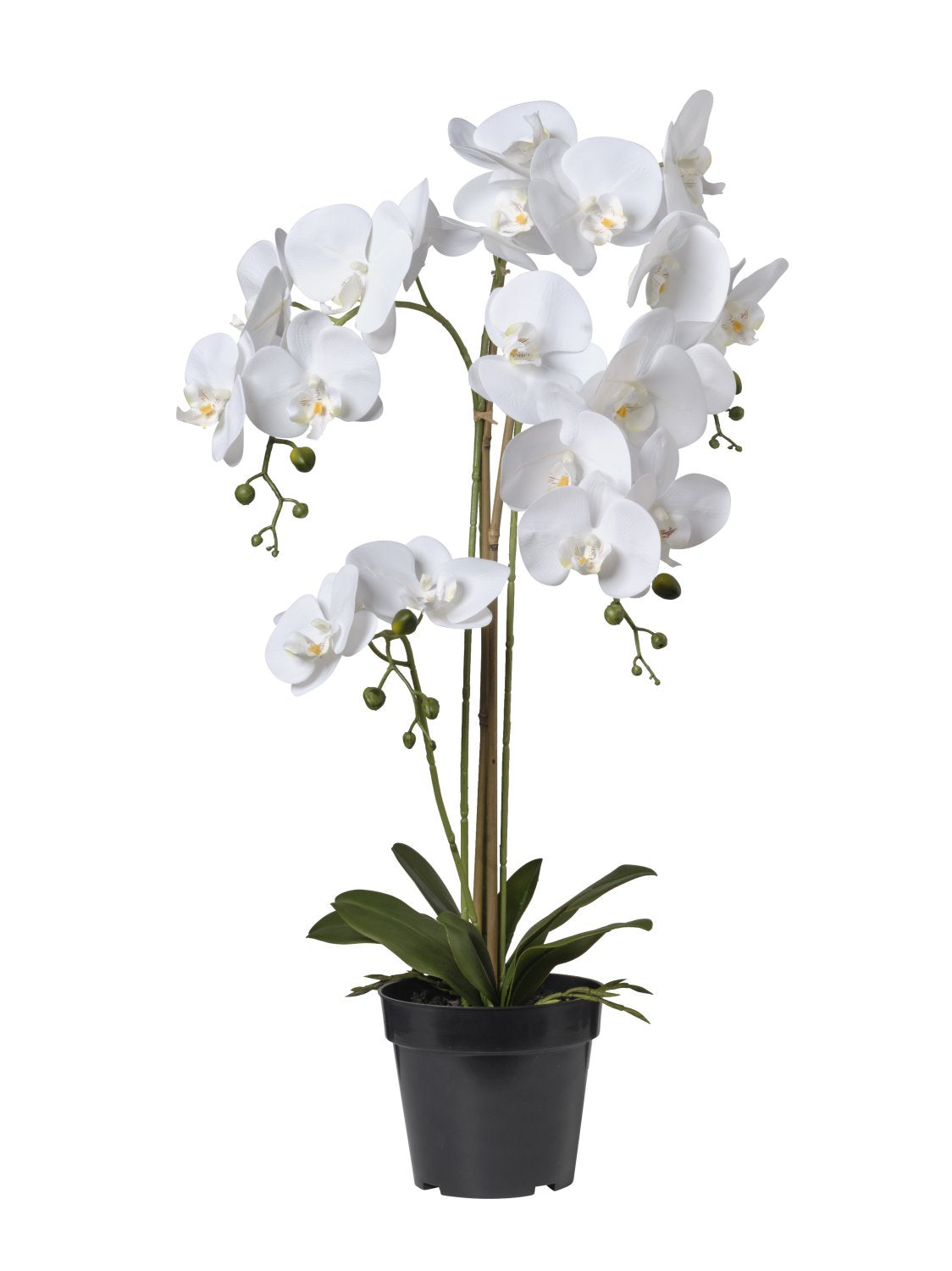 Pianta Orchidea cm.81/114/145
