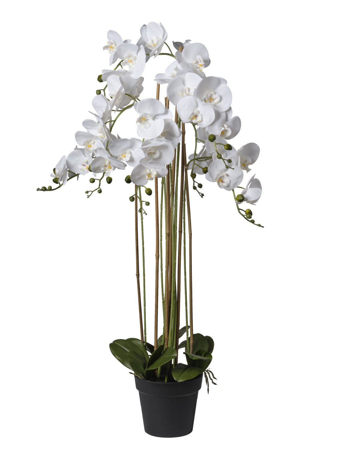 Pianta Orchidea cm.81/114/145
