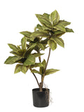 Pianta Crodyline cm.60/90