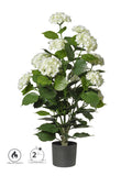 Pianta Ortensie In Vaso cm.90