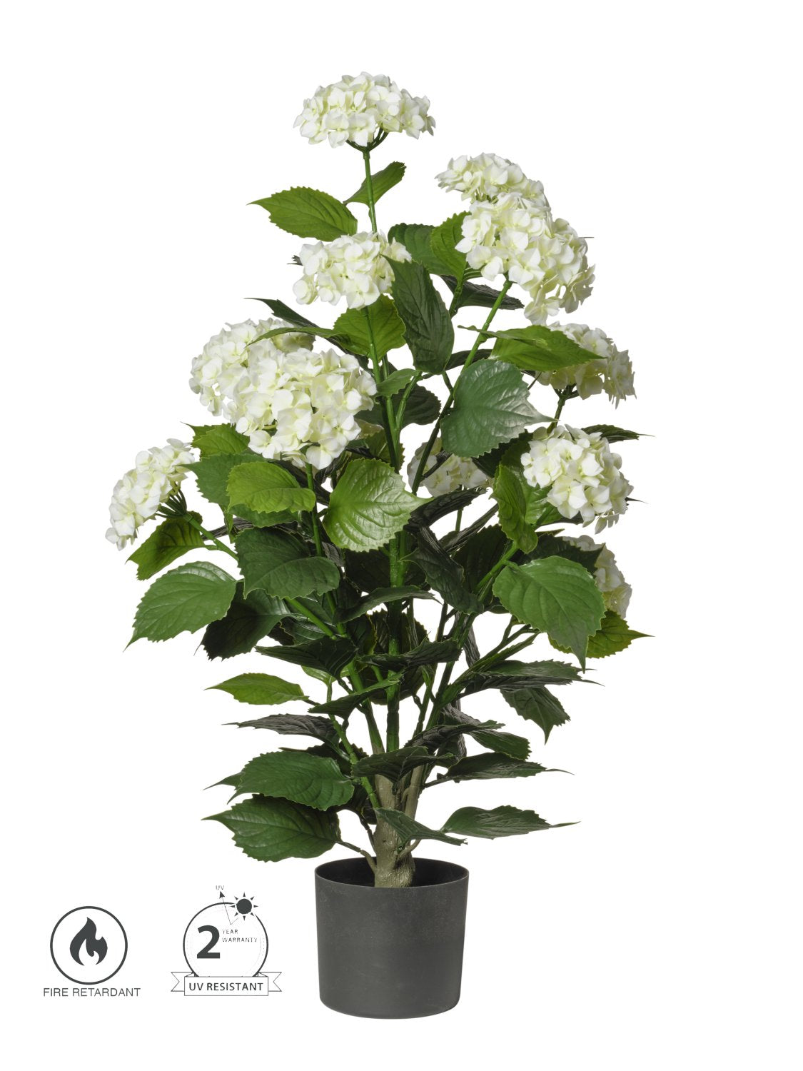 Pianta Ortensie In Vaso cm.90