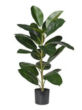 Pianta Gomma cm.80/130/160