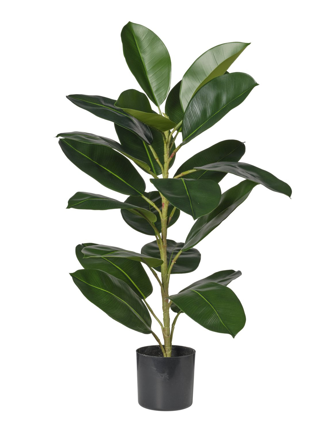 Pianta Gomma cm.80/130/160