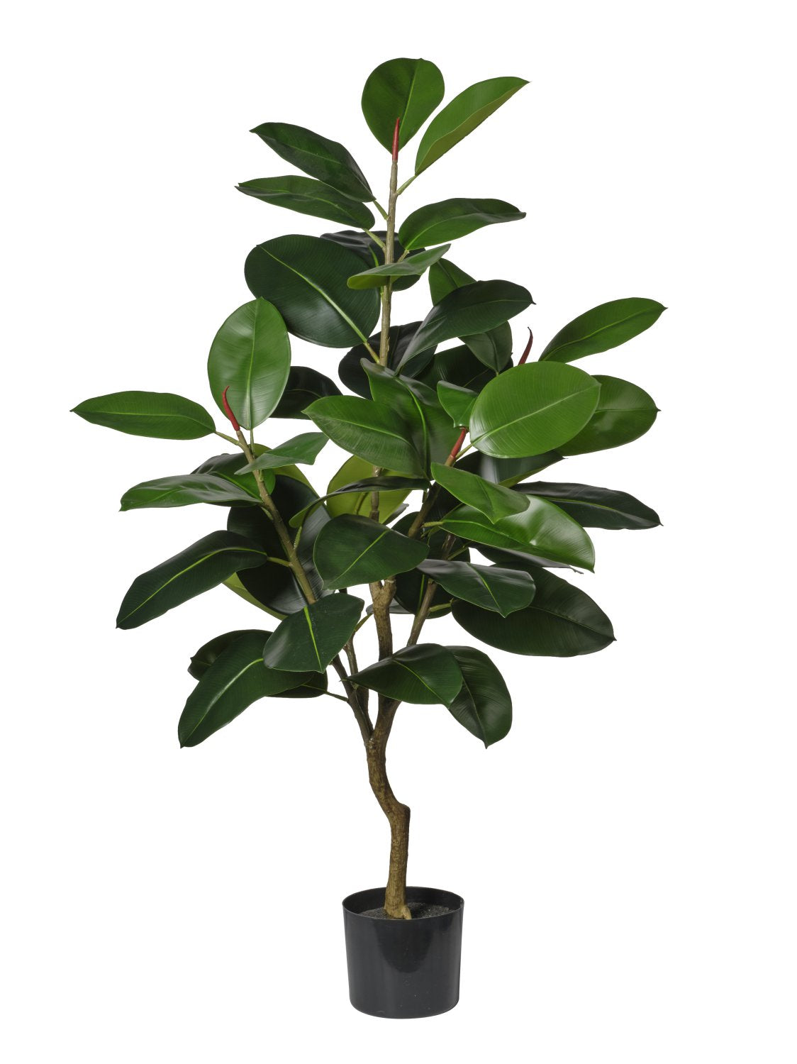 Pianta Gomma cm.80/130/160
