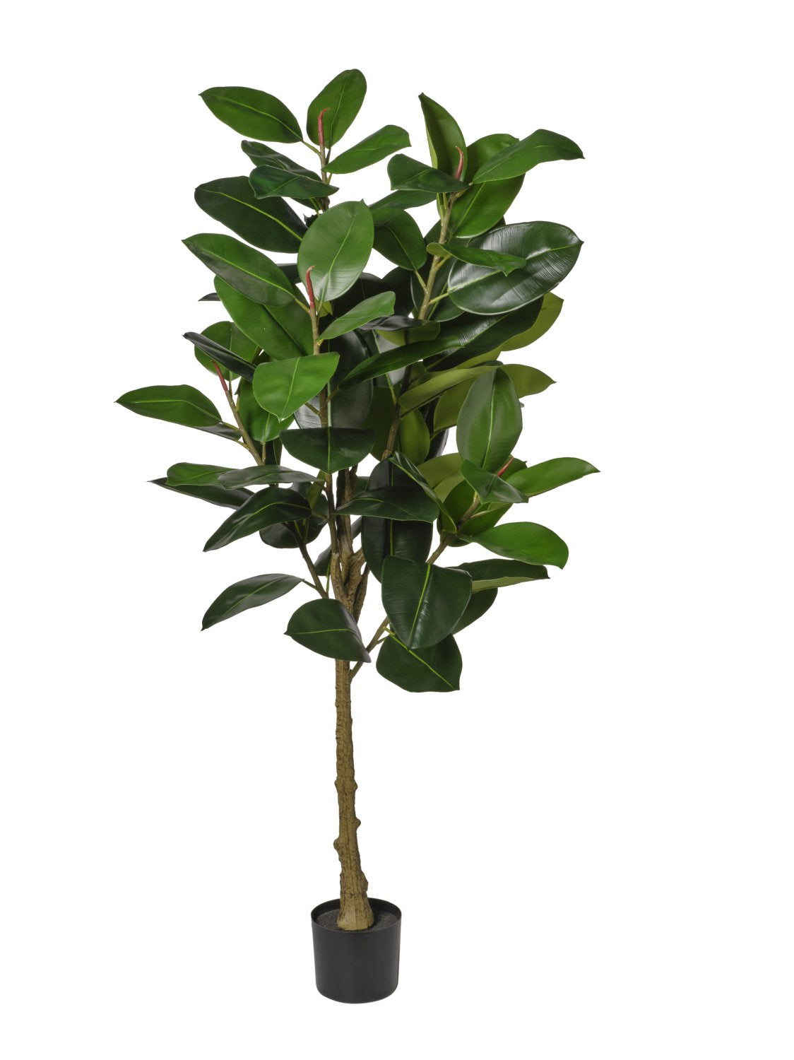 Pianta Gomma cm.80/130/160