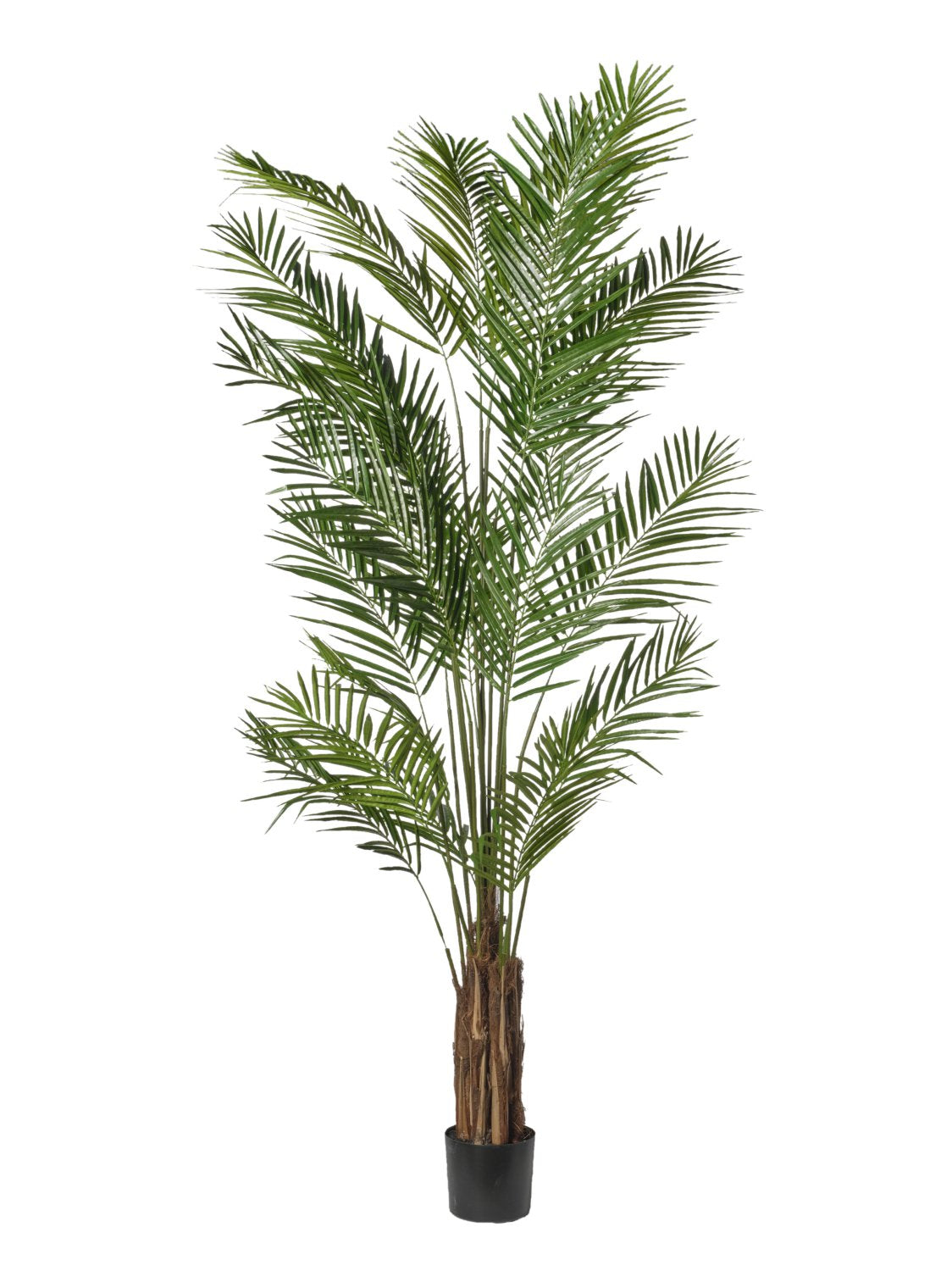 Pianta Areca cm.240/270