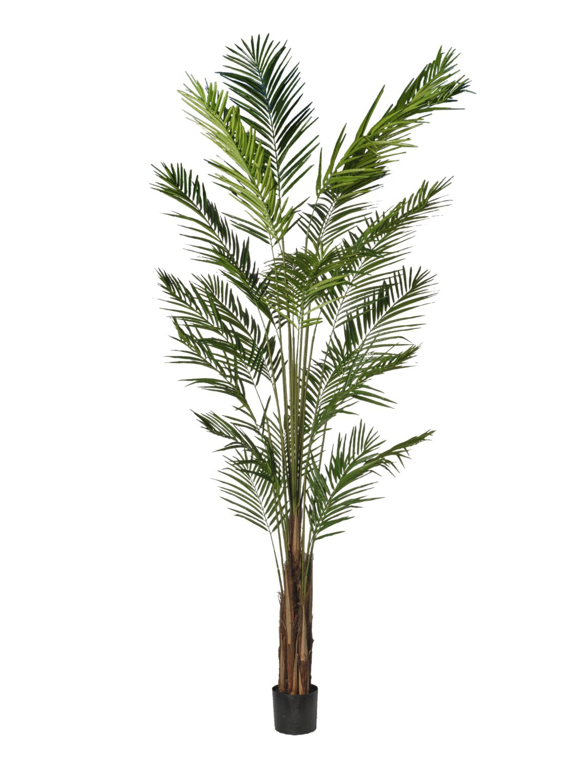 Pianta Areca cm.240/270