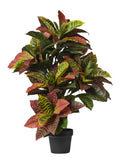 Pianta Croton Variegato cm.100/140