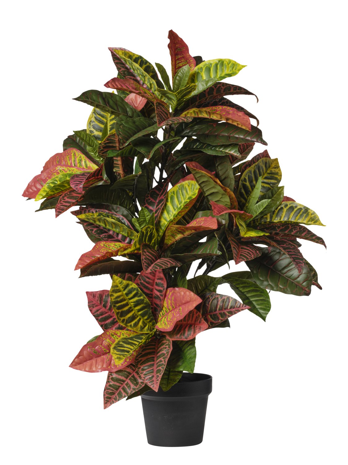 Pianta Croton Variegato cm.100/140