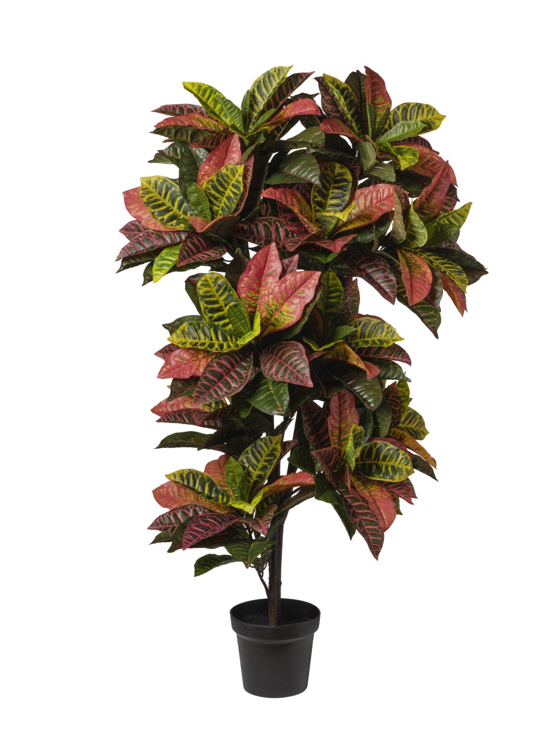 Pianta Croton Variegato cm.100/140