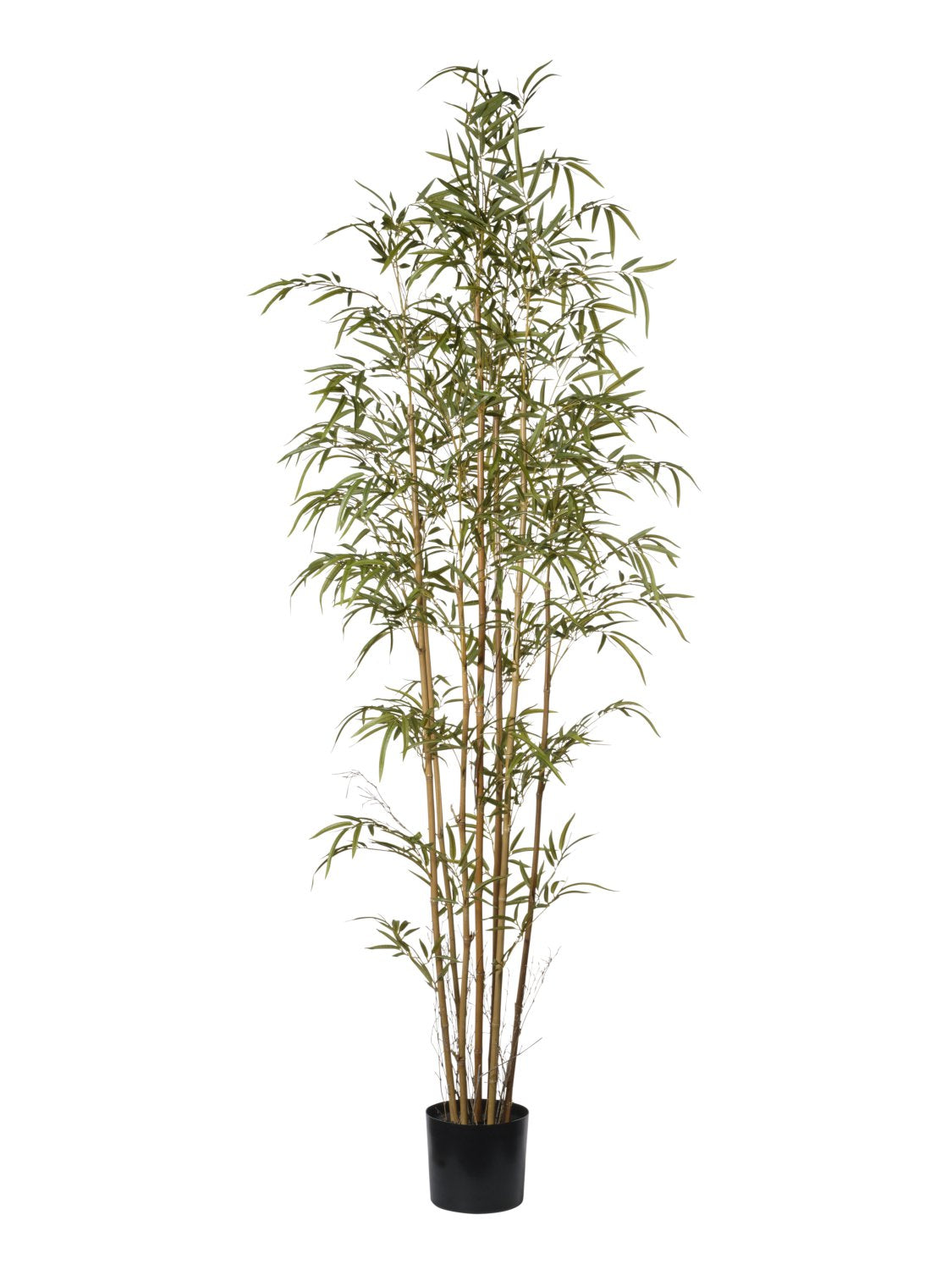 Pianta Bamboo cm.160/222