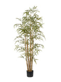 Pianta Bamboo cm.160/222