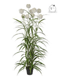 Pianta Agapanthus cm.180