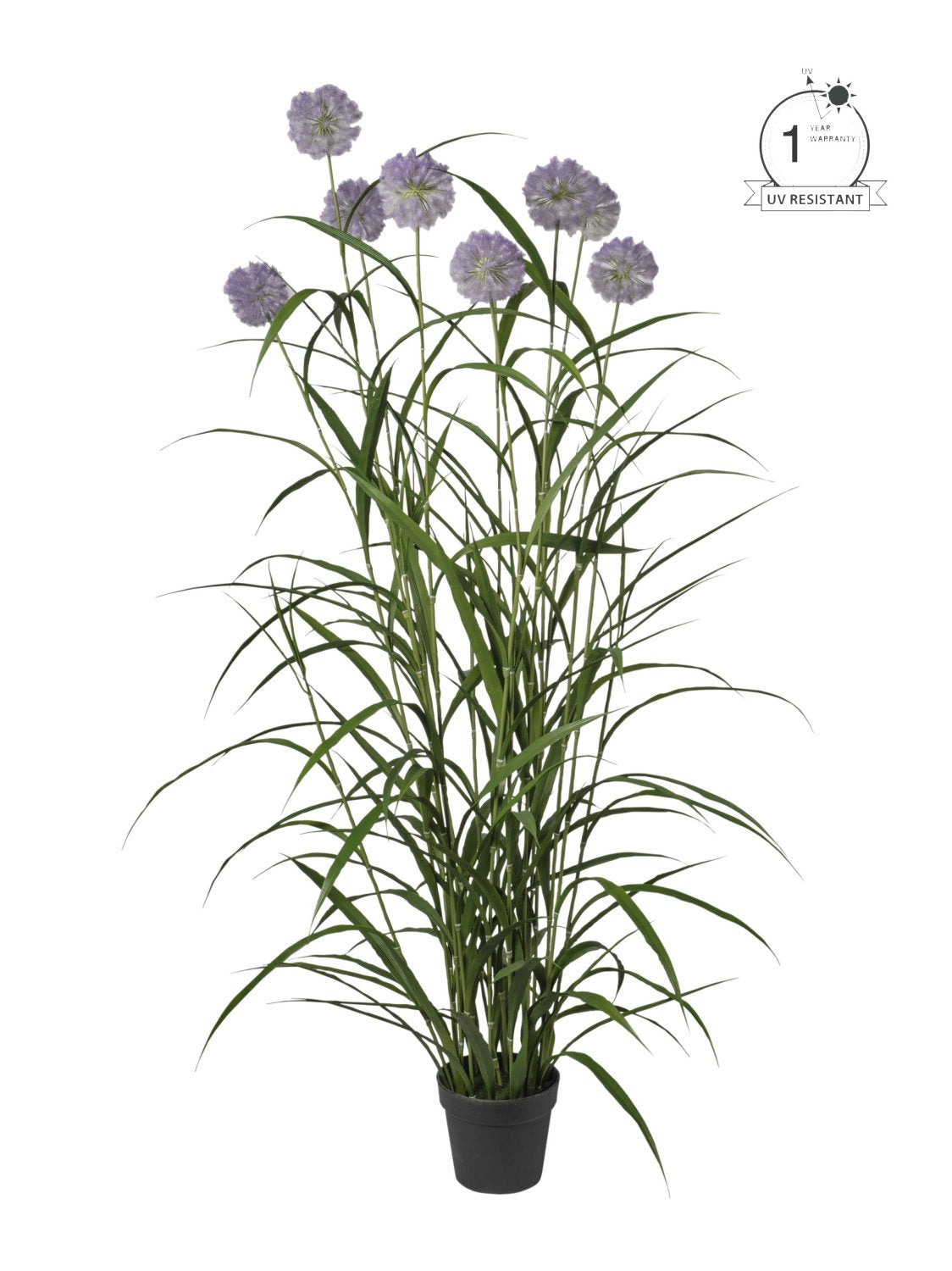 Pianta Agapanthus cm.180