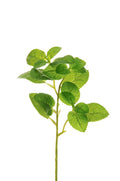 Rametto Menta Real Touch cm.30 PZ.6