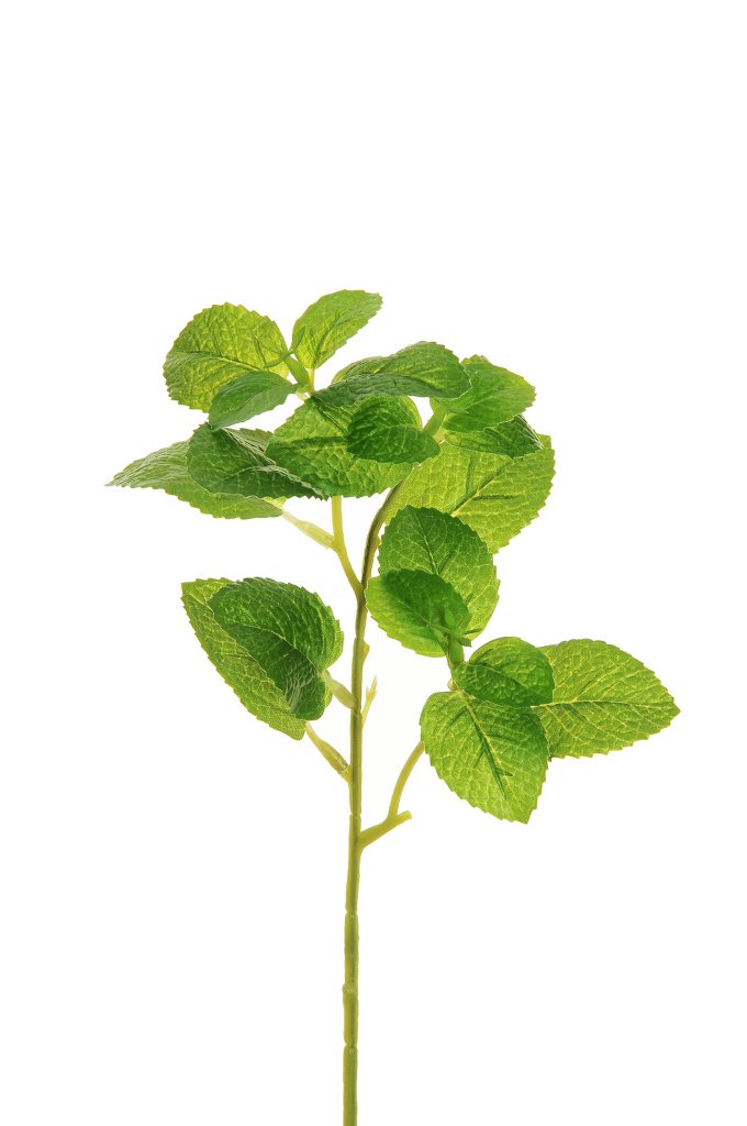 Rametto Menta Real Touch cm.30 PZ.6