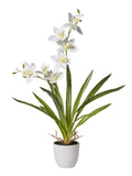 Pianta Orchidea cm.57