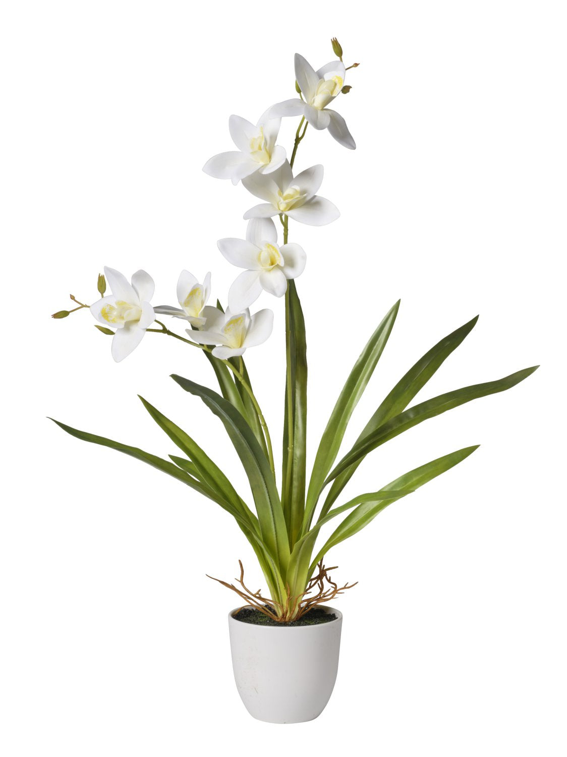 Pianta Orchidea cm.57